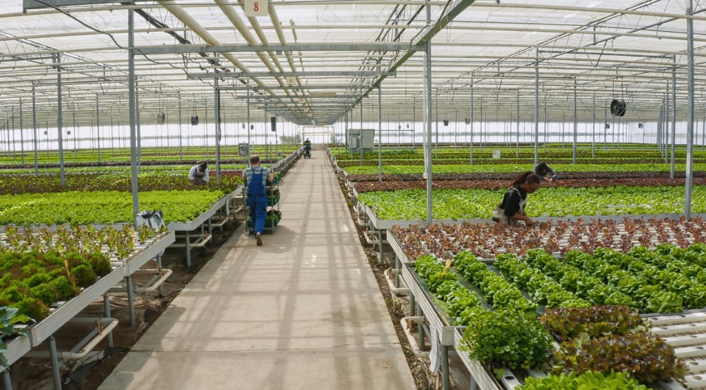 How the GCC Is Strengthening Food Security Through National Strategies and Innovation